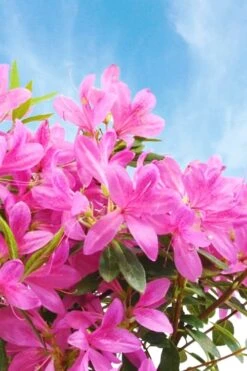 Pink Ribbons Deja Bloom Azalea - 1 Gallon Pot -Cheap US Topiary Plant Store Azalea Deja Bloom Pink Ribbons 4