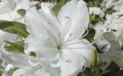 Delaware Valley White Azalea - 1 Gallon Pot -Cheap US Topiary Plant Store Azalea Delaware Valley White 2