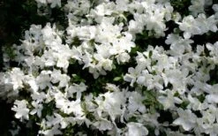 Delaware Valley White Azalea - 1 Gallon Pot -Cheap US Topiary Plant Store Azalea Deleware Valley White Bloom