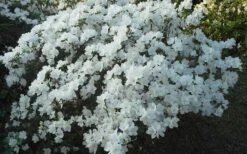 Delaware Valley White Azalea - 1 Gallon Pot -Cheap US Topiary Plant Store Azalea Deleware Valley White Landscape