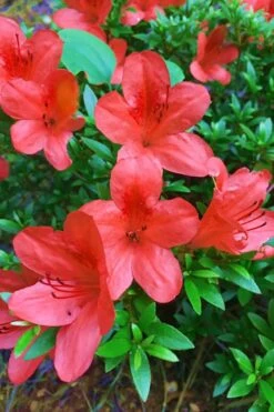 Flame Creeper Dwarf Spreading Azalea - 3 Gallon Pot -Cheap US Topiary Plant Store Azalea Flame Creeper 11