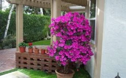 Formosa Southern Indica Azalea - 7 Gallon Pot -Cheap US Topiary Plant Store Azalea Formosa Container