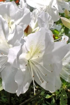 Mrs. G.G. Gerbing White Southern Indica Azalea - 7 Gallon Pot