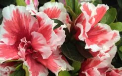 Mardi Gras Southern Indica Azalea - 1 Gallon Pot -Cheap US Topiary Plant Store Azalea Mardi Gras 2