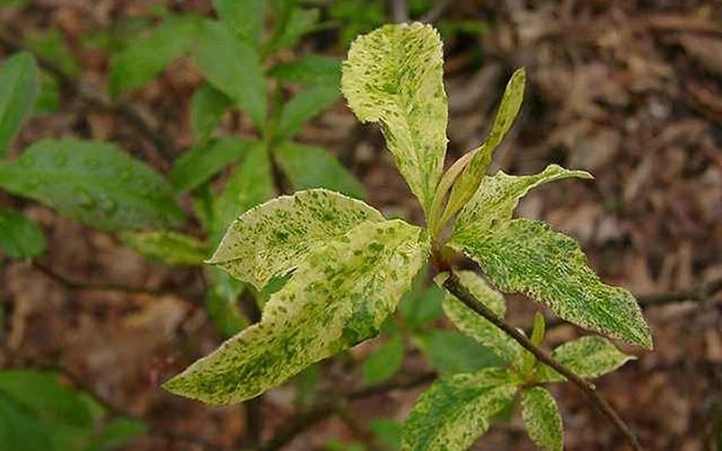 Dons Variegated Native Azalea - Rhododendron - 3 Gallon Pot 4 Dons Variegated Native Azalea - Rhododendron - 3 Gallon Pot - Image 4