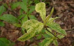 Dons Variegated Native Azalea - Rhododendron - 1 Gallon Pot -Cheap US Topiary Plant Store Azalea Native Dons Variegated 3