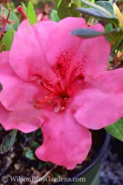 Pink Explosion Bloom 'N Again Azalea - 2 Gallon Pot -Cheap US Topiary Plant Store Azalea Pink Explosion Bloom N Again 20