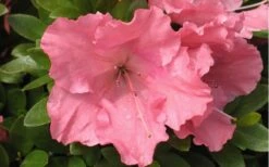 Gumpo Pink Dwarf Azalea - 1 Gallon Pot -Cheap US Topiary Plant Store Azalea Pink Gumpo