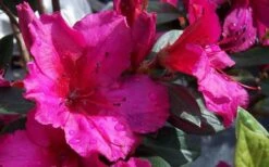 Red Formosa Azalea - 3 Gallon Pot 9 Red Formosa Azalea - 3 Gallon Pot -Cheap US Topiary Plant Store Azalea Red Formosa 1