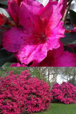Red Formosa Azalea - 3 Gallon Pot 8 Red Formosa Azalea - 3 Gallon Pot -Cheap US Topiary Plant Store Azalea Red Formosa 1 500x750 2