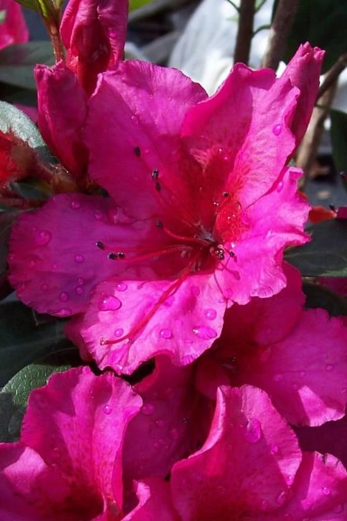 Red Formosa Azalea - 3 Gallon Pot 1 Red Formosa Azalea - 3 Gallon Pot
