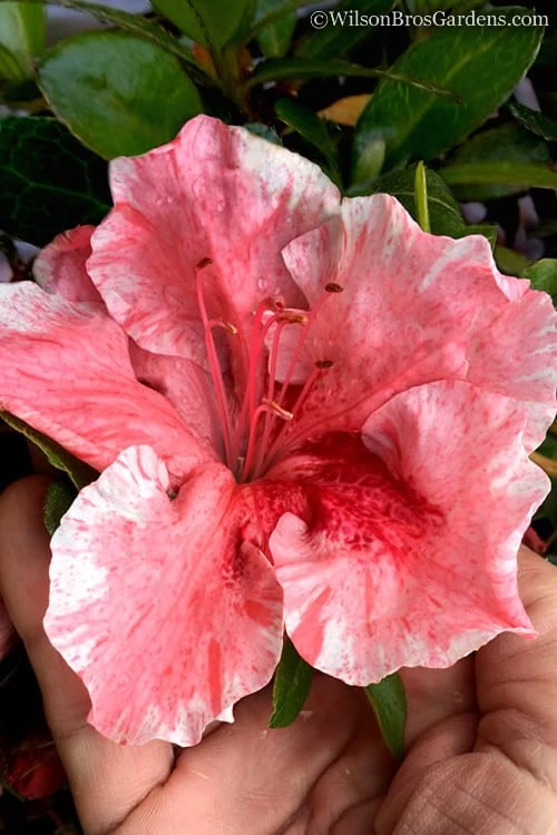 Tama No Hada Azalea - 3 Gallon Pot 1 Tama No Hada Azalea - 3 Gallon Pot