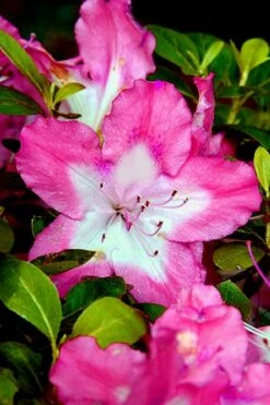 Vibrant Azalea (Harris Hybrid) - 1 Gallon Pot -Cheap US Topiary Plant Store Azalea Vibrant 1