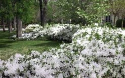 Mrs. G.G. Gerbing White Southern Indica Azalea - 3 Gallon Pot -Cheap US Topiary Plant Store Azlea GG Gerbing 2