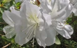 Mrs. G.G. Gerbing White Southern Indica Azalea - 1 Gallon Pot -Cheap US Topiary Plant Store Azlea GG Gerbing Flower 2