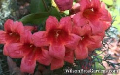 Shalimar Red Crossvine - Bignonia Capreolata - 3 Gallon Pot -Cheap US Topiary Plant Store Bignonia Crossvine Shalimar Red