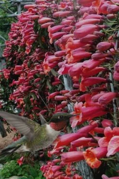 Shalimar Red Crossvine - Bignonia Capreolata - 3 Gallon Pot -Cheap US Topiary Plant Store Bignonia Shalimar Red 20