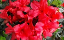 Fireside Red Bloom 'N Again Azalea - 2 Gallon Pot -Cheap US Topiary Plant Store Bloom N Again Azalea Fireside Red