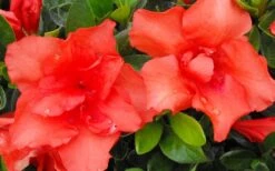Orange Frost Bloom 'N Again Azalea - 1 Gallon Pot -Cheap US Topiary Plant Store Bloom N Again Azalea Orange Frost