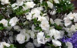 Snowball Bloom 'N Again Azalea - 1 Gallon Pot -Cheap US Topiary Plant Store Bloom N Again Azalea Snowball 1