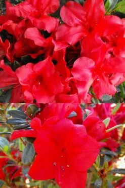 Fireside Red Bloom 'N Again Azalea - 2 Gallon Pot -Cheap US Topiary Plant Store Bloom N Again Fireside Red 1 500x750 1