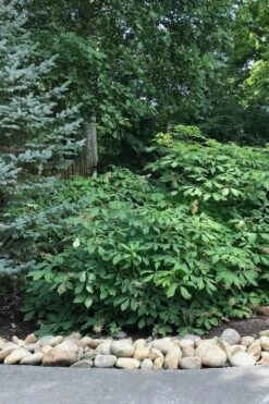Roger's White Bottlebrush Buckeye (Aesculus Parviflora) - 1 Gallon Pot -Cheap US Topiary Plant Store Bottlebrush Buckeye White 12