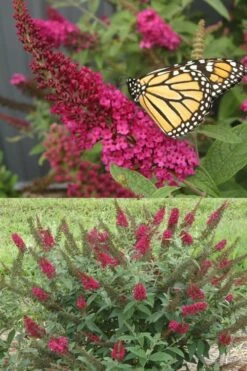 Miss Molly Butterfly Bush - Buddleia - 2 Gallon Pot -Cheap US Topiary Plant Store Butterfly Bush Miss Molly 1