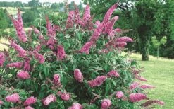 Pink Delight Butterfly Bush - 1 Gallon Pot -Cheap US Topiary Plant Store Butterfly Bush Pink Delight Flower 2