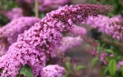 Pink Delight Butterfly Bush - 1 Gallon Pot -Cheap US Topiary Plant Store Butterfly Bush Pink Delight Flower