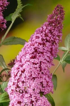 Pink Delight Butterfly Bush - 1 Gallon Pot -Cheap US Topiary Plant Store Butterfly Bush Pink Delight Rev 500x750 1