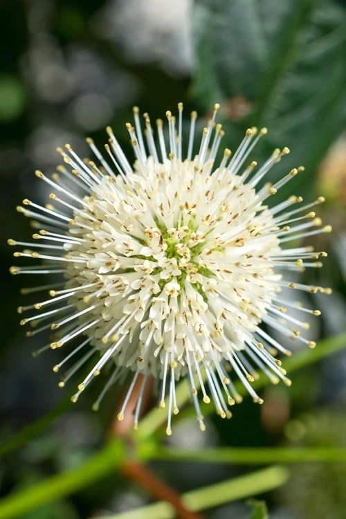 Sugar Shack Fragrant Dwarf Buttonbush - Cephalanthus Occidentalis - 3 Gallon Pot 6 Sugar Shack Fragrant Dwarf Buttonbush - Cephalanthus Occidentalis - 3 Gallon Pot - Image 6
