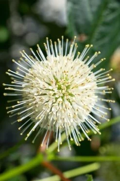 Sugar Shack Fragrant Dwarf Buttonbush - Cephalanthus Occidentalis - 1 Gallon Pot -Cheap US Topiary Plant Store Buttonbush Sugar Shack 2 3