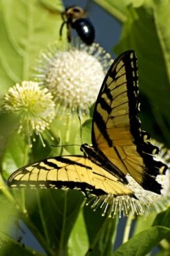 Sugar Shack Fragrant Dwarf Buttonbush - Cephalanthus Occidentalis - 3 Gallon Pot 8 Sugar Shack Fragrant Dwarf Buttonbush - Cephalanthus Occidentalis - 3 Gallon Pot -Cheap US Topiary Plant Store Buttonbush Sugar Shack 3