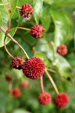 Sugar Shack Fragrant Dwarf Buttonbush - Cephalanthus Occidentalis - 1 Gallon Pot -Cheap US Topiary Plant Store Buttonbush Sugar Shack 6 1
