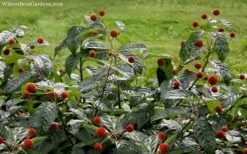 Sugar Shack Fragrant Dwarf Buttonbush - Cephalanthus Occidentalis - 1 Gallon Pot -Cheap US Topiary Plant Store Buttonbush Sugar Shack 7 1