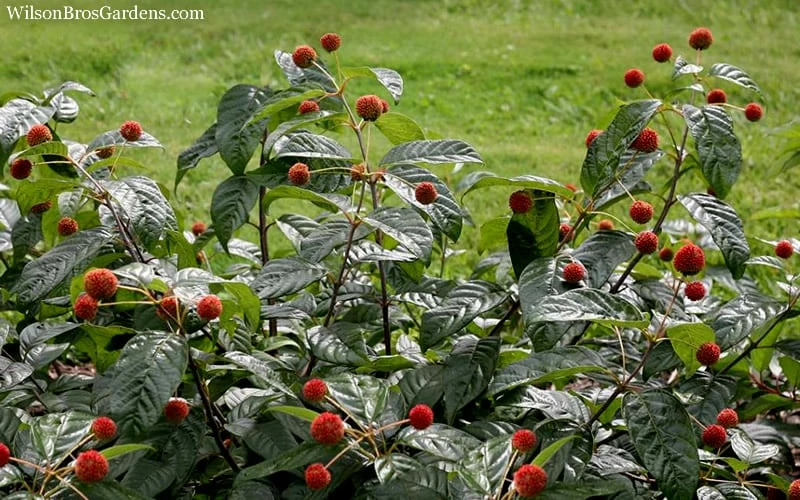 Sugar Shack Fragrant Dwarf Buttonbush - Cephalanthus Occidentalis - 3 Gallon Pot 5 Sugar Shack Fragrant Dwarf Buttonbush - Cephalanthus Occidentalis - 3 Gallon Pot - Image 5