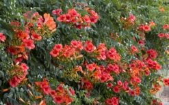 Madame Galen Trumpet Vine (Campsis) - 1 Gallon Pot -Cheap US Topiary Plant Store Campsis Madame Galen 12