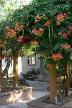 Madame Galen Trumpet Vine (Campsis) - 1 Gallon Pot -Cheap US Topiary Plant Store Campsis Madame Galen 14