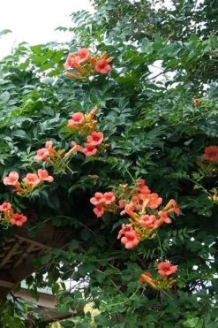 Madame Galen Trumpet Vine (Campsis) - 1 Gallon Pot -Cheap US Topiary Plant Store Campsis Madame Galen 500x750 1