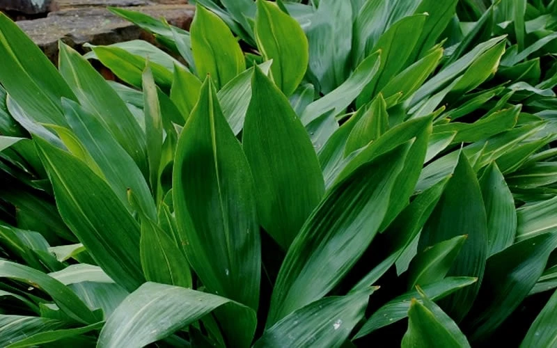 Cast Iron Plant - 6 Pack Of 1 Gallon Pots 5 Cast Iron Plant - 6 Pack Of 1 Gallon Pots - Image 5