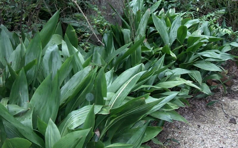 Cast Iron Plant - 6 Pack Of 1 Gallon Pots 6 Cast Iron Plant - 6 Pack Of 1 Gallon Pots - Image 6