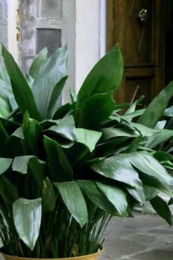 Cast Iron Plant - 6 Pack Of 1 Gallon Pots