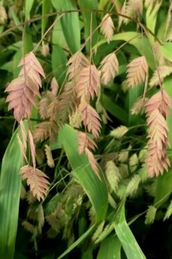 Upland Sea Oats (Chasmanthium Latifolium) - 2 Pack Of 1 Gallon Pots -Cheap US Topiary Plant Store Chasmanthium 10