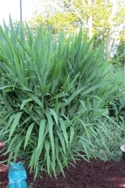 Upland Sea Oats (Chasmanthium Latifolium) - 2 Pack Of 1 Gallon Pots -Cheap US Topiary Plant Store Chasmanthium Latifolium 1