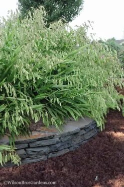 Upland Sea Oats (Chasmanthium Latifolium) - 2 Pack Of 1 Gallon Pots -Cheap US Topiary Plant Store Chasmanthium Latifolium 6