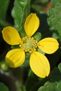 Chrysogonum Green And Gold (Goldenstar) - 6 Pack Of Pint Pots -Cheap US Topiary Plant Store Chrysogonum virginianum Green And Gold 1