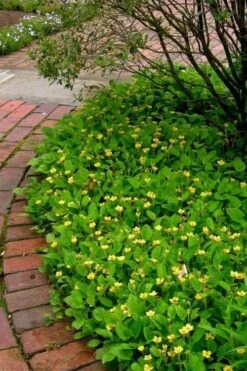 Chrysogonum Green And Gold (Goldenstar) - 6 Pack Of Pint Pots -Cheap US Topiary Plant Store Chrysogonum virginianum Green And Gold 2