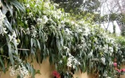Snowdrift Evergreen Clematis Armandii - 2 Gallon Pot -Cheap US Topiary Plant Store Clematis Armandii Snowdrift 51 1