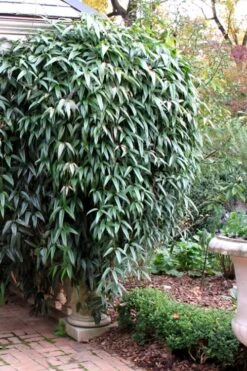 Snowdrift Evergreen Clematis Armandii - 1 Gallon Pot -Cheap US Topiary Plant Store Clematis Armandii Snowdrift 52