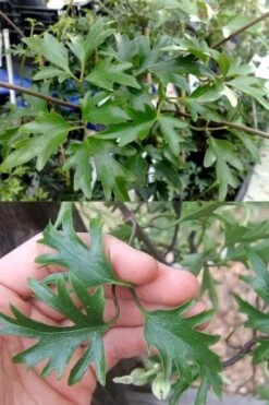 Avalanche Evergreen Clematis - 2 Gallon Pot -Cheap US Topiary Plant Store Clematis Avalanche 15